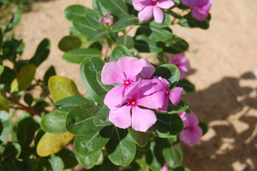 Pousada Janela Da Cor Jijoca de Jericoacoara Esterno foto
